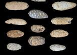 Lot: Fossil Seed Cones (Or Aggregate Fruits) - Pieces #148845-2
